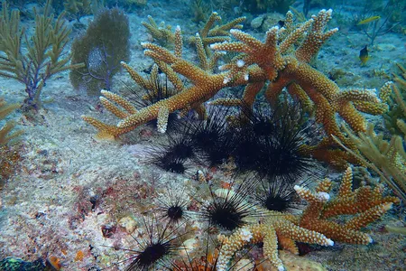 With spikes as long as knitting needles, long-spined sea urchins may look like underwater villains, but their appetite for algae makes them the unsung heroes of Caribbean reefs.