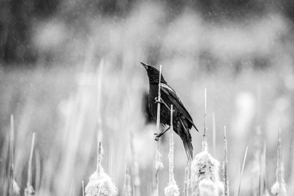 Defiance of nature thumbnail