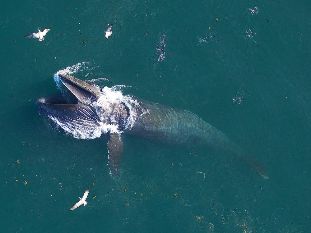 A humpback whale breaches the surface of the ocean on a sunny day as three birds fly overhead.