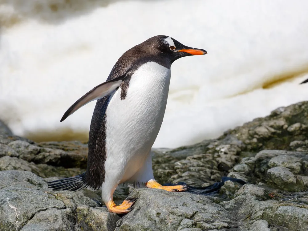 The $350-million penguin - The Globe and Mail