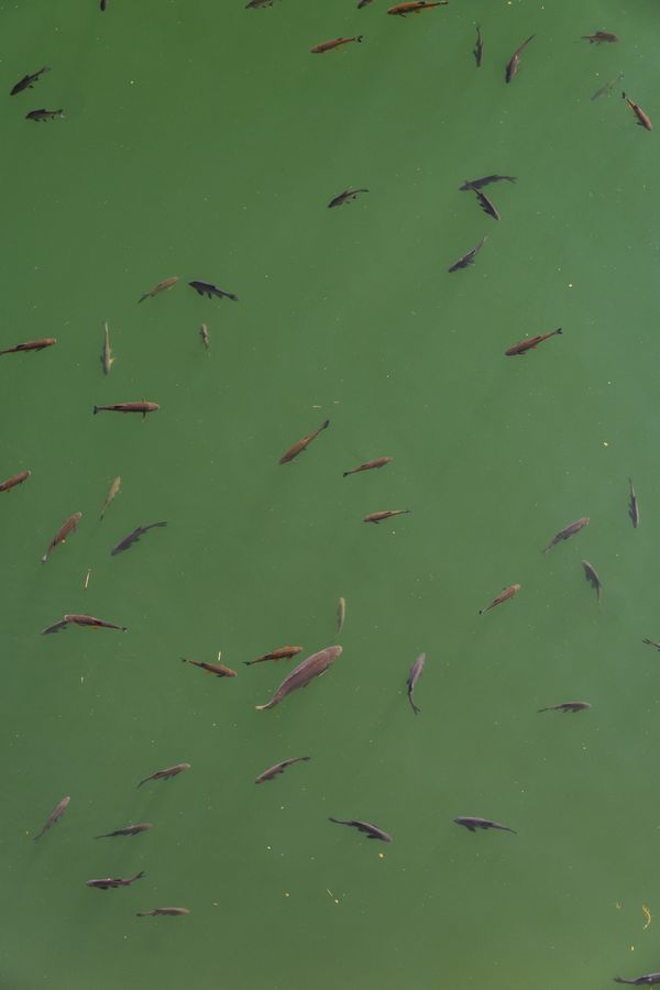Fishes from above thumbnail