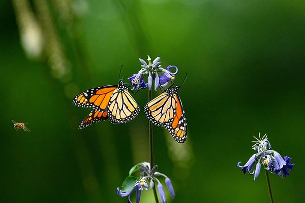 Monarchs and the Bee thumbnail