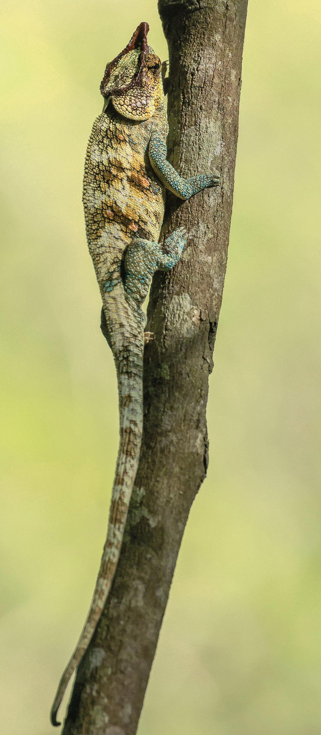 Malagasy giant chameleon