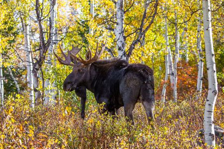 A moose moves through the forest.