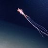 Scientists Find the World's Deepest-Dwelling Squid icon
