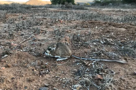 A San Quintin kangaroo rat at rest in the field.