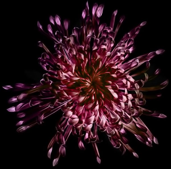 Chrysanthenum - the hero flower thumbnail
