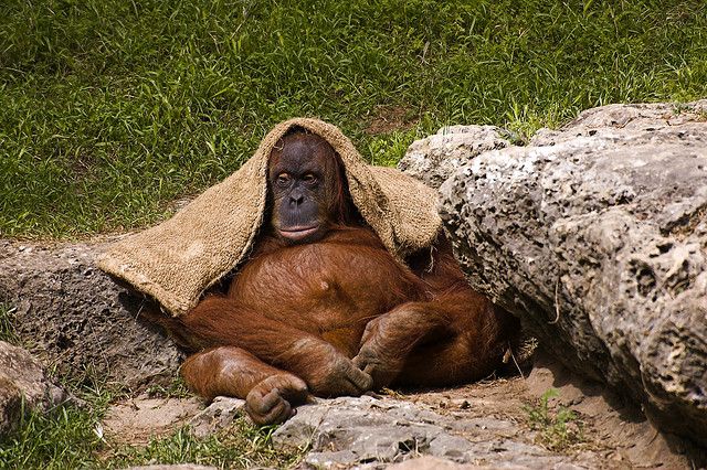 orangutang