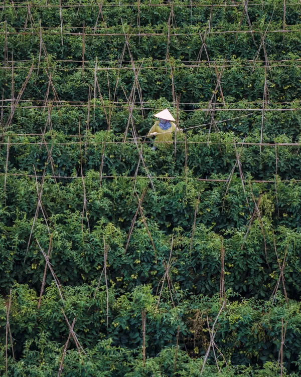 Build a tomato trellis thumbnail