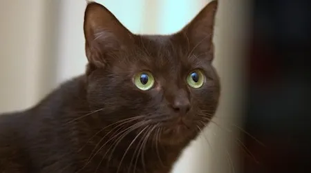 New research indicates that the influenza virus can jump from humans to pet animals, raising the possibility of dangerous mutations.