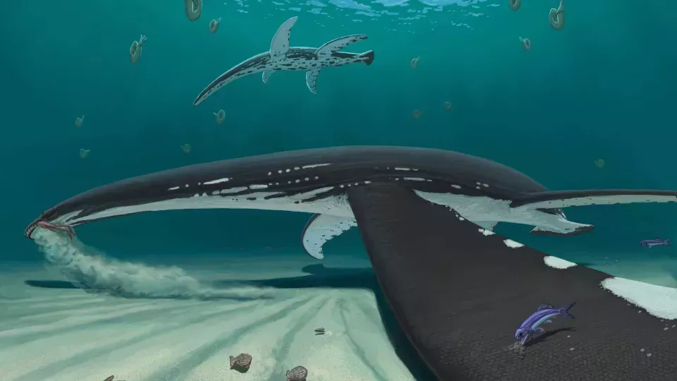 Illustration of an extinct sea creature
