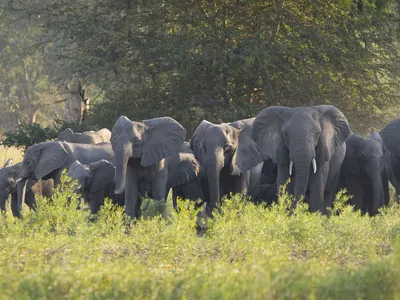 <p>Poaching was amplified during Mozambique’s civil war between 1977 to 1992 to finance the war efforts. Elephant population numbers dropped from 2,500 individuals to around 200 in the early 2000s.<br />
 </p>
