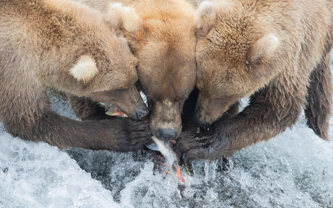 Three bears eat fish next to each other