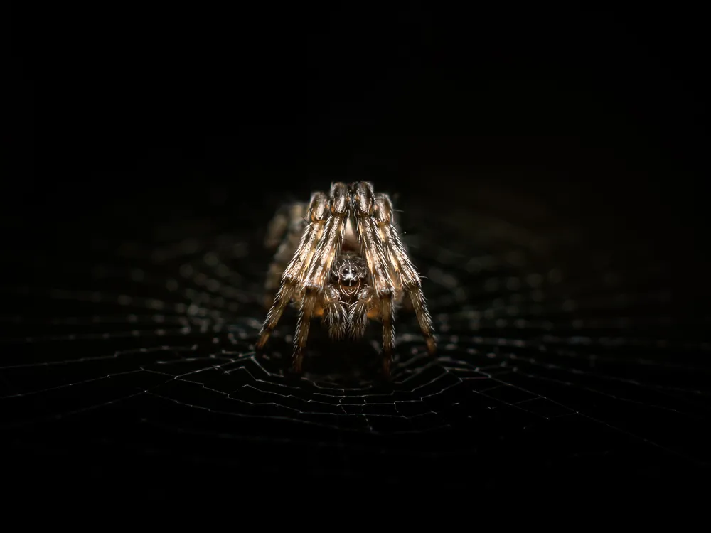 a tiny spider on a black background