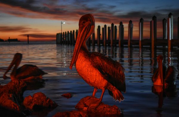 Pelicans in Red thumbnail