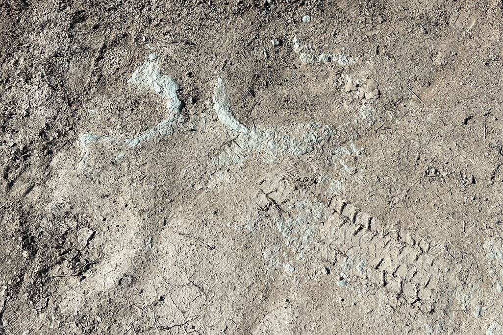 An image of dinosaur tracks at the Mill Canyon Tracksite with vehicle tracks running through them