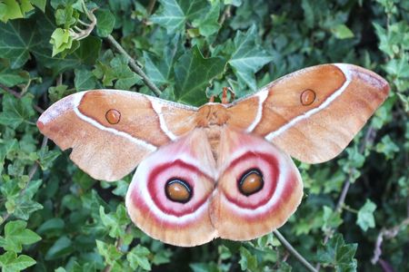 A new study has found that moths like the Antherina suraka, pictured here, may use their scales to avoid detection by bats. 