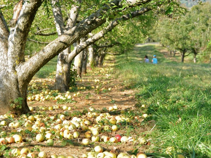 Apple Orchard, Rural Virginia Smithsonian Photo Contest Smithsonian