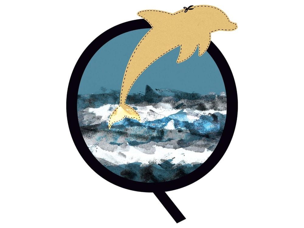 missing dolphin illustation