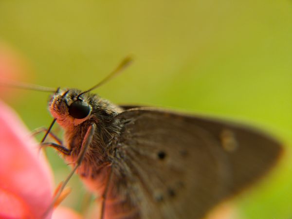 Branded swift butterfly sipping ixora nectar; Singapore. thumbnail