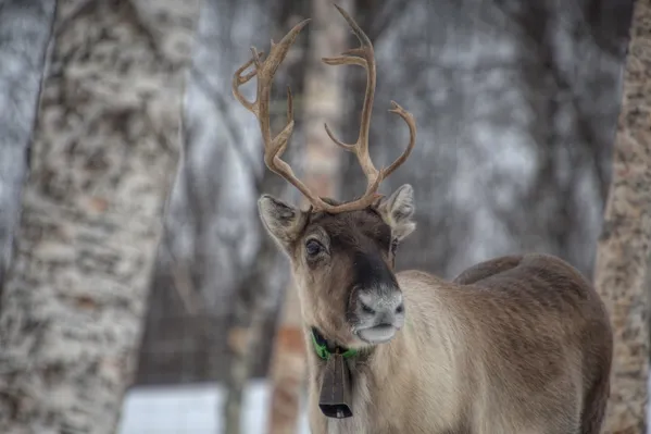 Sami Reindeer thumbnail