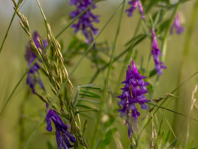 Purple Flowers in an Illinois Prairie Smithsonian Photo Contest