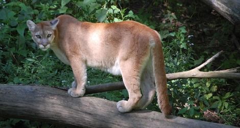 The mountain lion is one of the most common large cats but also one of the hardest to see.