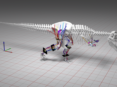 Computer modeling of the stress on a T. rex skeleton showed that the dinosaur couldn't handle running