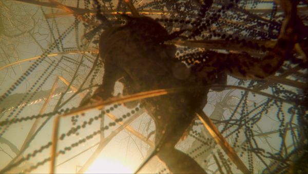 A common toad couple amidst spawn. thumbnail