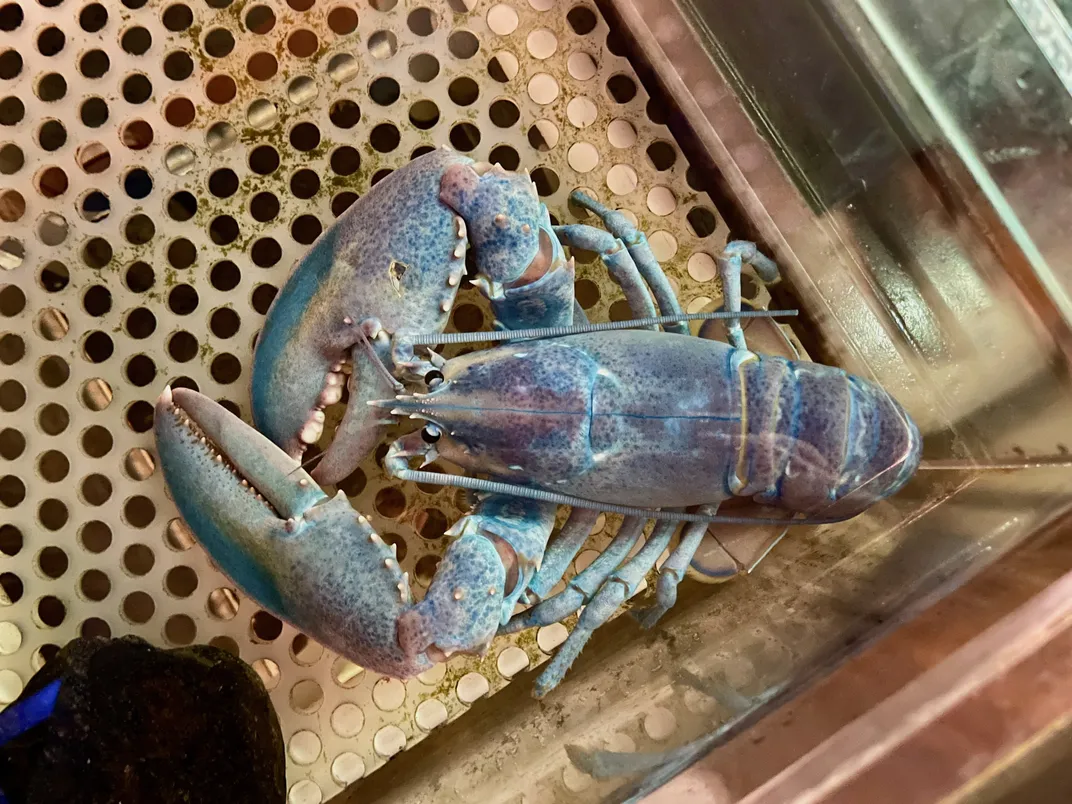 Cotton candy lobster from above