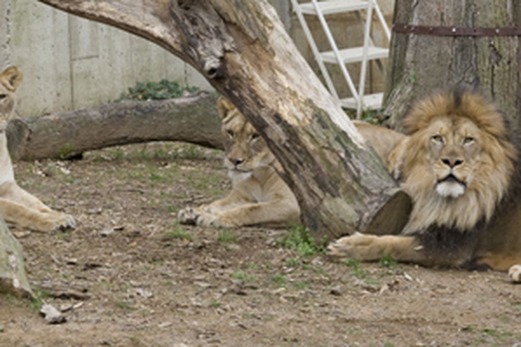 lionpride.jpg