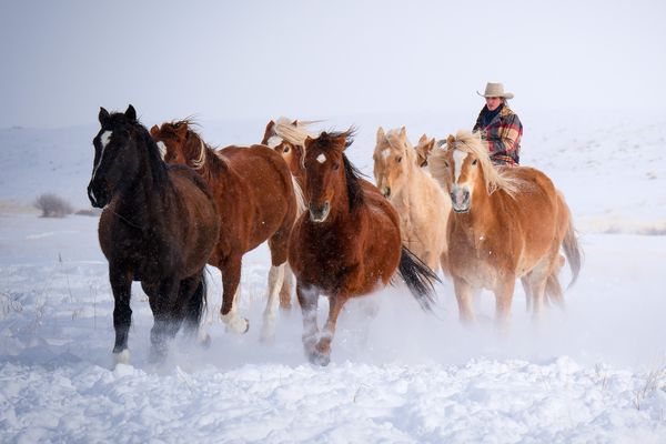 Horses in snow thumbnail