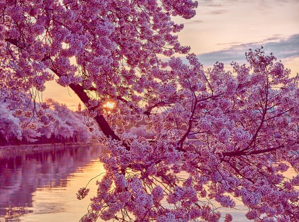 Tidal Basin Sunrise Cherry Blossoms thumbnail