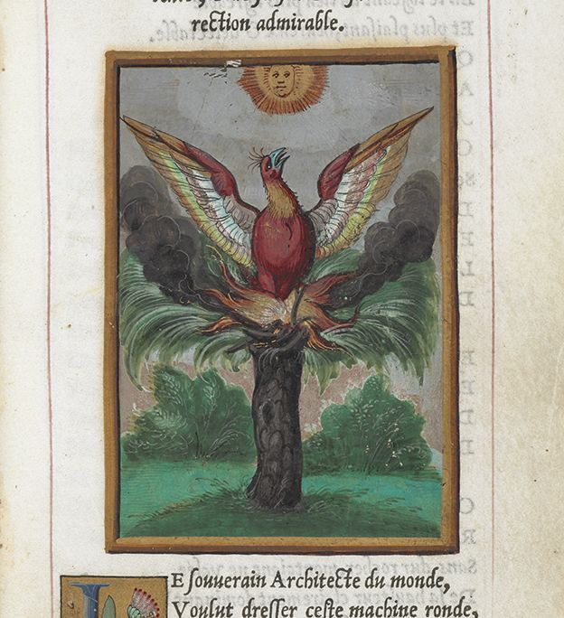 phoenix.jpg