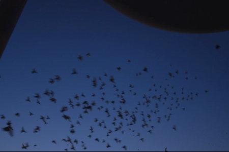 Duke Riley's pigeons taking off for a performance of "Fly BY Night."