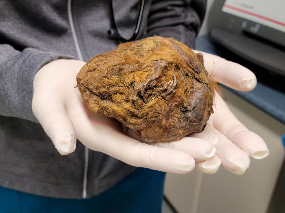 Pair of gloved hands holding a brown ball of furry material