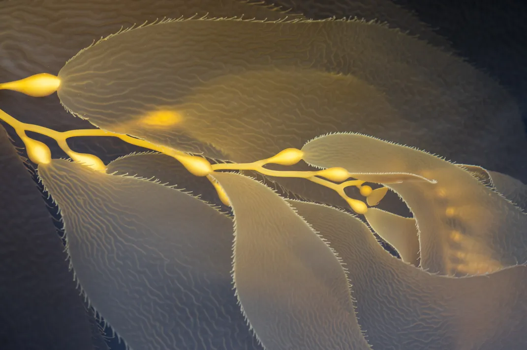 A close-up shot of yellow kelp
