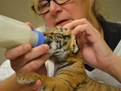 The Zoo's vets are keeping a close eye on the three newborn cubs.