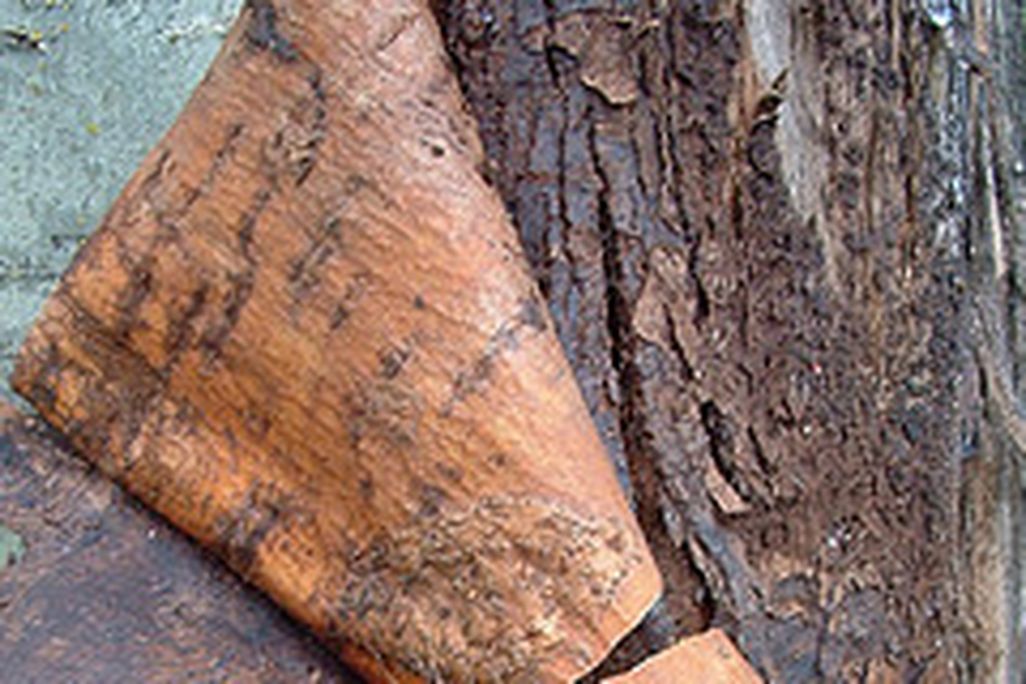20110520090145mountain-ash-bark-by-sbpoet.jpg