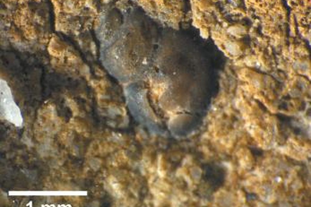 20110520083235snail-in-coprolite.jpg