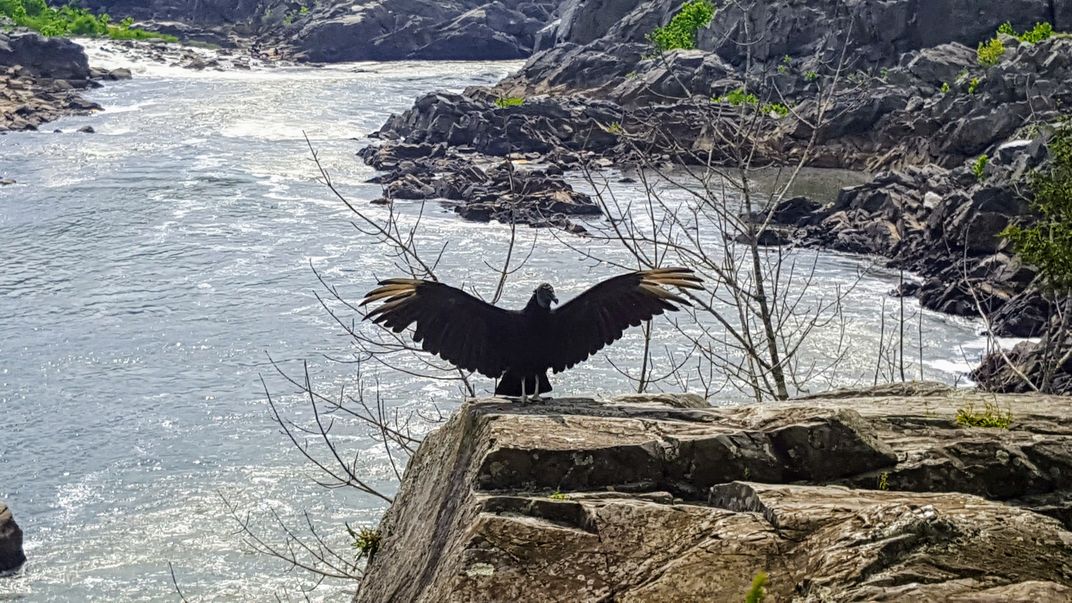 Turkey Vulture Sunning Themselves | Smithsonian Photo Contest ...