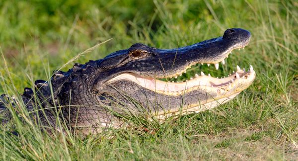 American Alligator blocking the path at Orlando Wetlands thumbnail