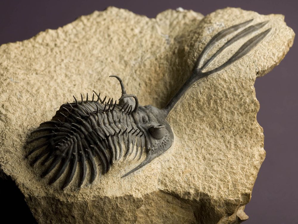2007-7438-trilobites.jpg