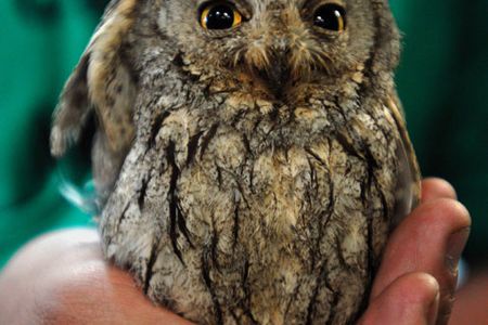 A feathered friend becomes a U.S. Navy stowaway.