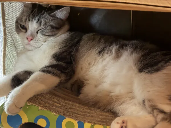 The Afternoon Wink thumbnail