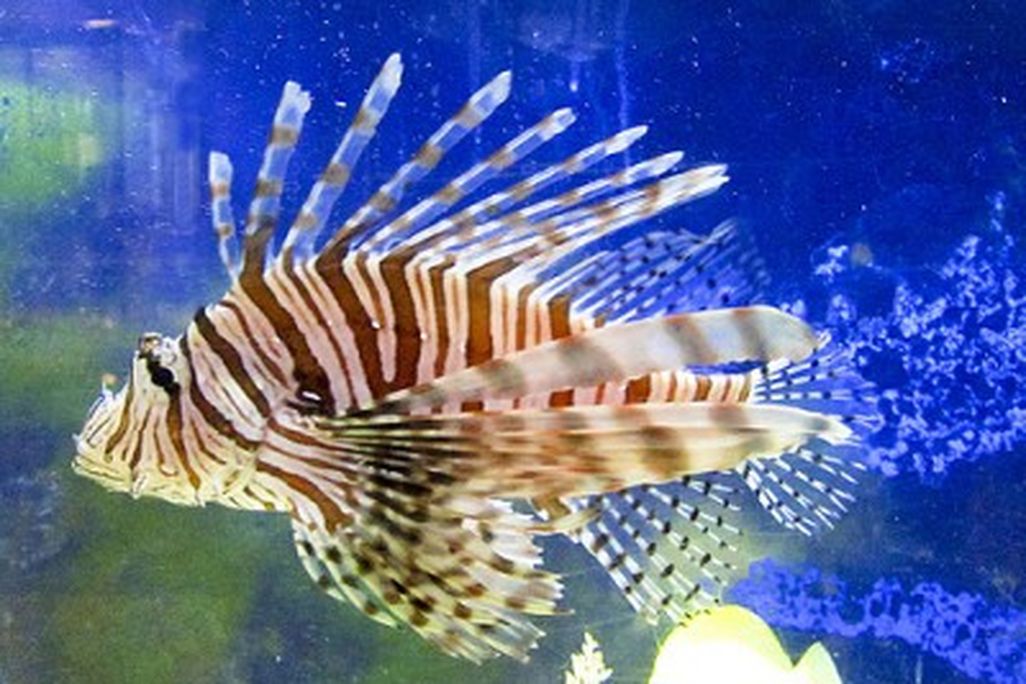 20110520090137lionfish-400x300.jpg
