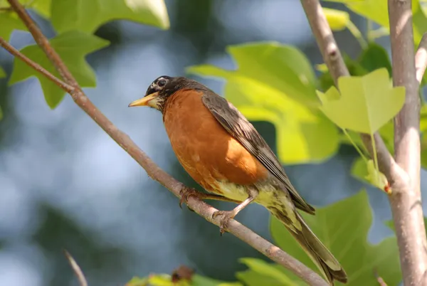 Robin, thinking thumbnail