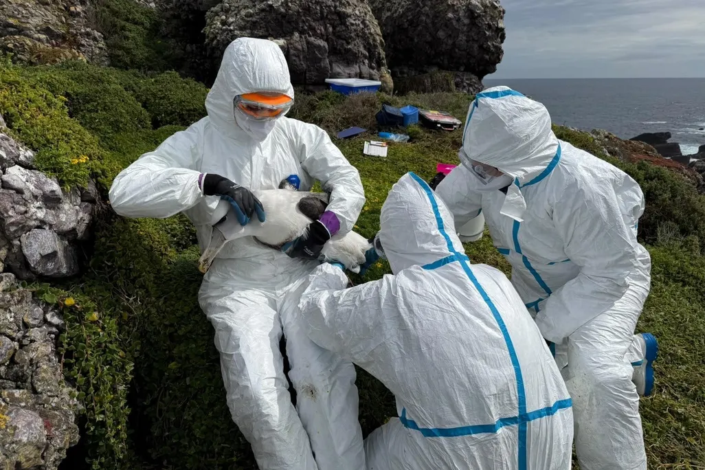 Three people wearing white hazmat suits holding a large white bird