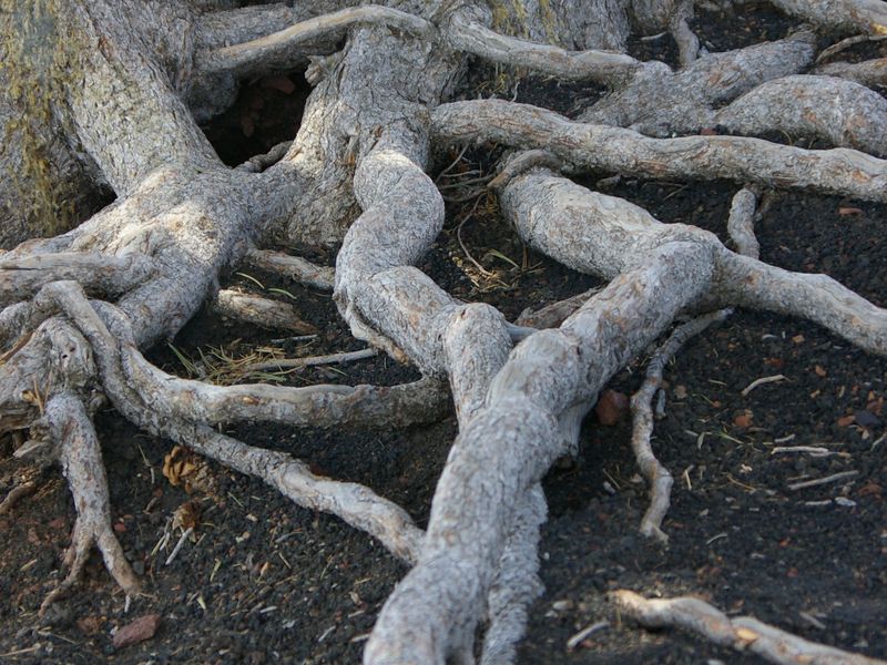 Uprooted Tree Smithsonian Photo Contest Smithsonian Magazine