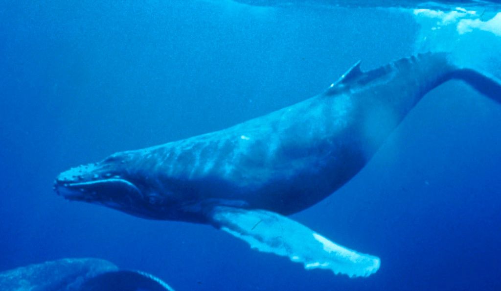 An underwater image of a humpback whale
